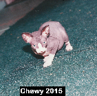 Chewy 2015